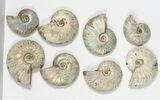 Lot: KG Silver Iridescent Ammonites (-) - Pieces #79447-1